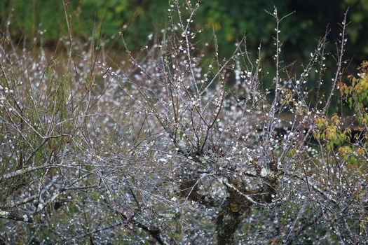 Cherry Blossom or Sakura flower on nature background in garden,Beautiful Cherry Blossom flower with branch and