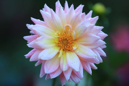 Close up beautiful pink yellow Dahlia flower with Dew on nature background in garden,Focus Single flower,Delicate beauty of close-up rose 