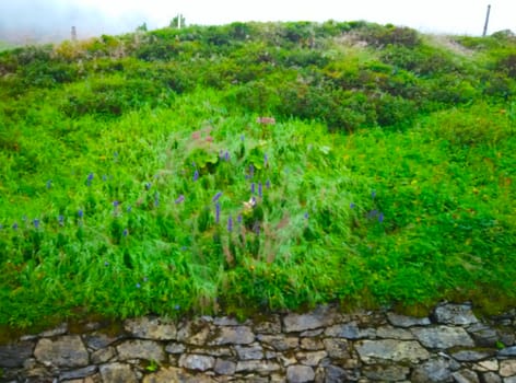 a lovely green meadow in Europe