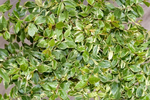 The background of mottled, white, yellow, green leaves of the myrtle tree, the view from above.