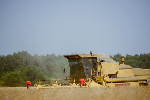 Combine harvesting the rape field at summer
