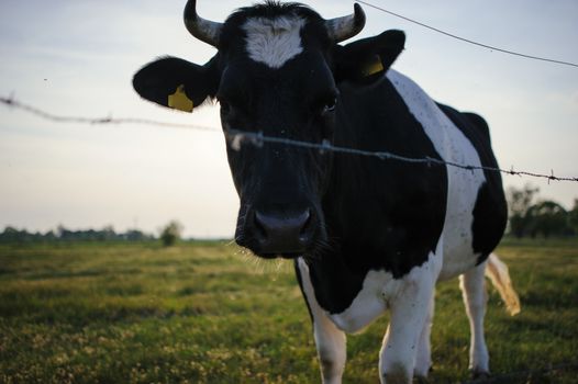 Spotted Black and White Holstein Cattle Grazing in a Green Field