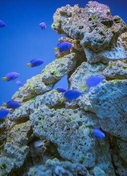 Sea life: exotic tropical coral reef fish