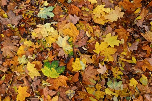 Fallen down leafs as autumn background