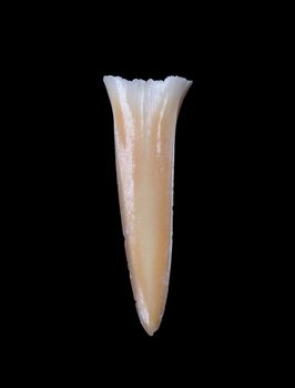 Shark tooth isolated on a black background