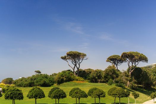 view of the green area of the hotel trees figuratively trimmed, blue sky, summer Sunny day