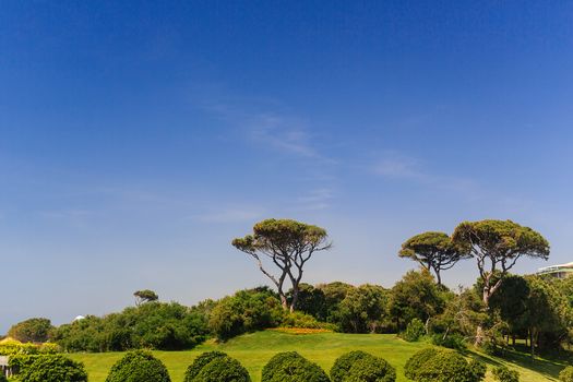 view of the green area of the hotel trees figuratively trimmed, blue sky, summer Sunny day