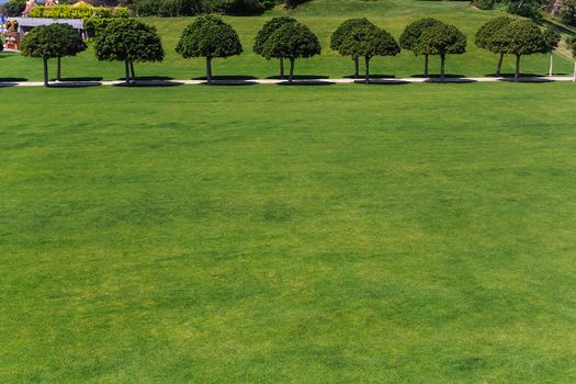 foreground green grass trees figuratively cut the tops of the trees