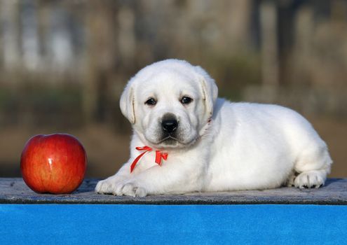 cute little labrador puppy on a blue background