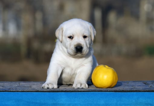 the little labrador puppy on a blue background