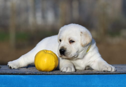 little labrador puppy on a blue background