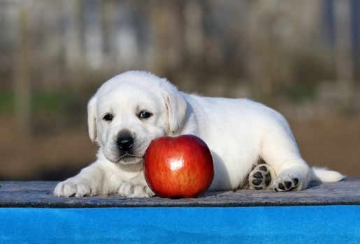 the cute little labrador puppy on a blue background