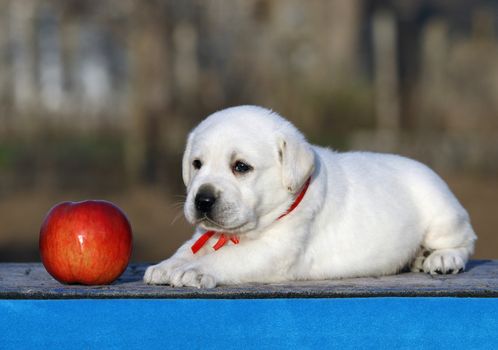 a cute little labrador puppy on a blue background