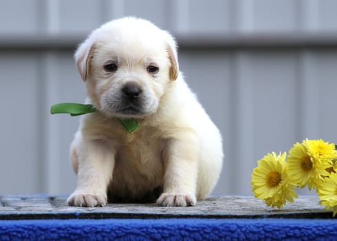 a nice cute little labrador puppy on a blue background