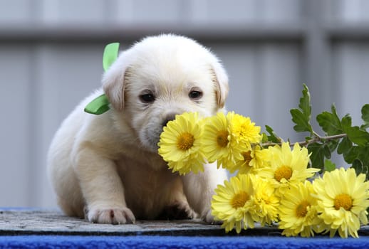 the nice cute little labrador puppy on a blue background