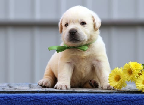 nice cute little labrador puppy on a blue background