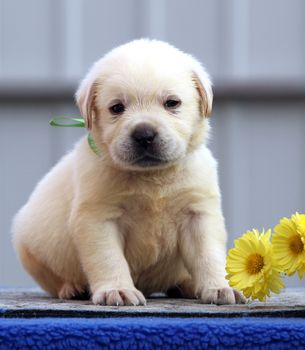 nice little labrador puppy on a blue background