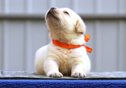 sweet nice cute little labrador puppy on a blue background