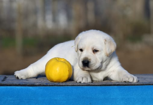 the little labrador puppy on a blue background