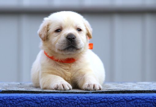 the nice little labrador puppy on a blue background