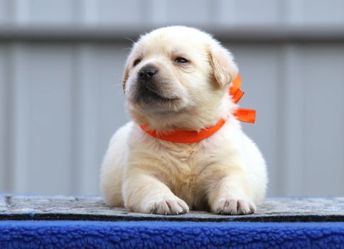 a nice little labrador puppy on a blue background