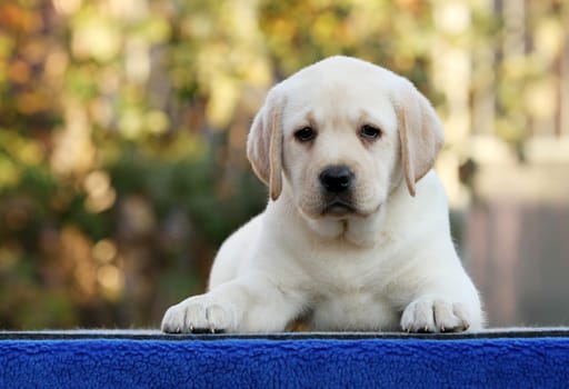 sweet nice little labrador puppy on a blue background