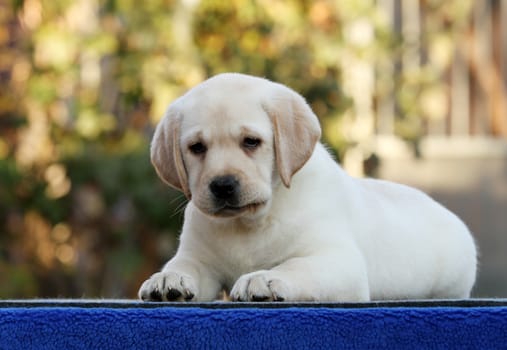 a sweet nice little labrador puppy on a blue background