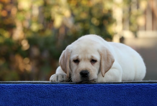 the sweet nice little labrador puppy on a blue background