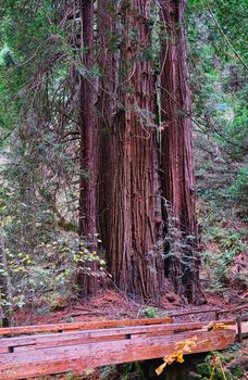 Massive Redwood Tree by Old Bridge in Muir Woods