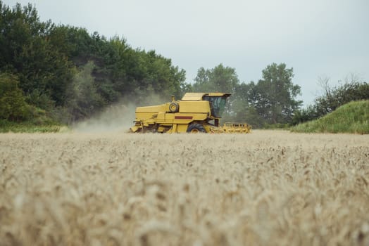 Combine harvesting wheat. Sumemr time. Agriculture background with copy space.