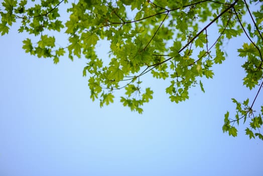 Green leaves growing in on the trees background. Early spring time