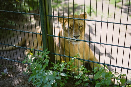 Female lion walking in the green forest looking for food