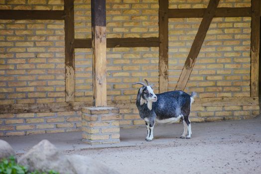 goat resting on the ground on sunny day in the farm.
