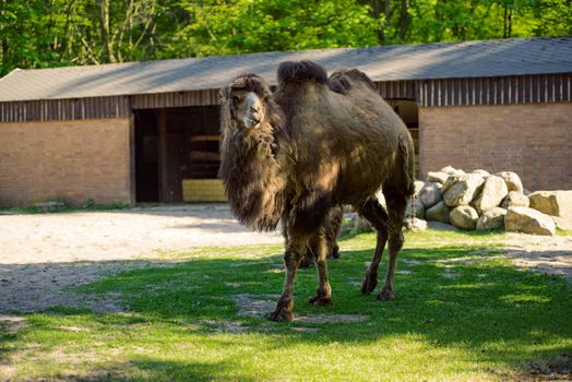 Image of the camel and th young one taken in park.