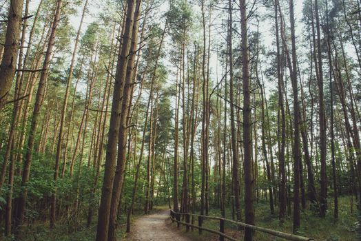 Pathway in green forest during spring time. Blurred people walking in the forest