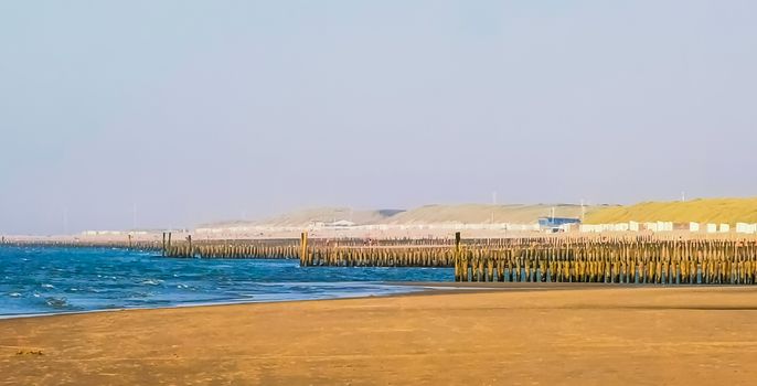 the beach of domburg with many wooden weathered poles, zeeland, The netherlands