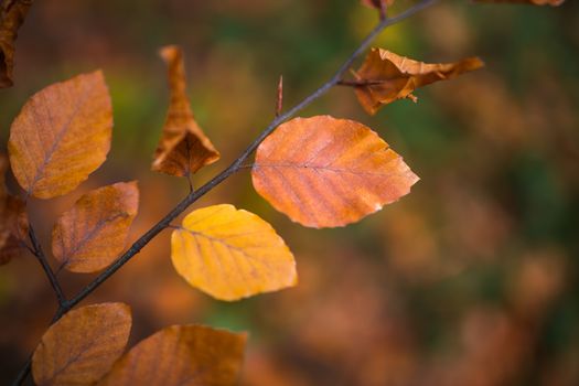 Fall, autumn, leaves background. A tree branch with autumn leaves of a beech blurred background.