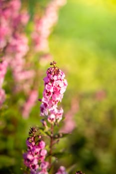 The background image of the colorful flowers, background nature