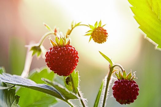 fragaria vesca strawberry wild berry wild strawberry grows berries macro forest berries nature summer  in the glare of light
