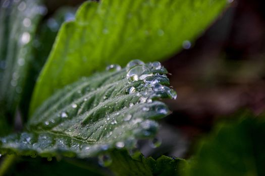 a ray of light glistens in drops of water on the leaves of wild strawberries at sunset macro