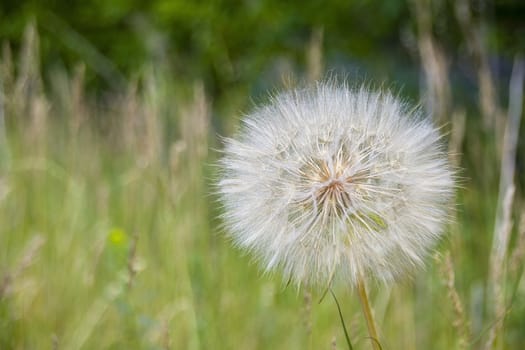 the big dandelion plant on the grass