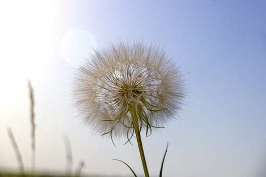 
the big dandelion plant in the sky  in the glare of light