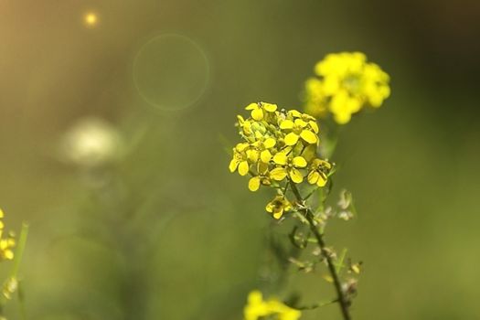 mustard brassica napus juncea - wild flowers canola  in the glare of light