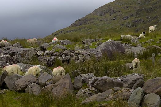 There are more sheep then people in Ireland according to the national sheep and goat census. Picture was taken in Kerry during the summer of 2019