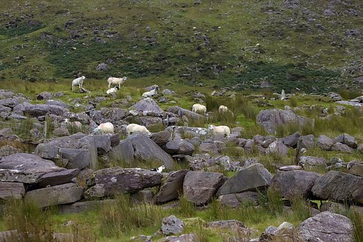 There are more sheep then people in Ireland according to the national sheep and goat census. Picture was taken in Kerry during the summer of 2019