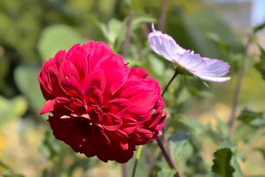 A wild flower growing in the fields near Roermond, Netherlands. Shot on a summers day in 2019.