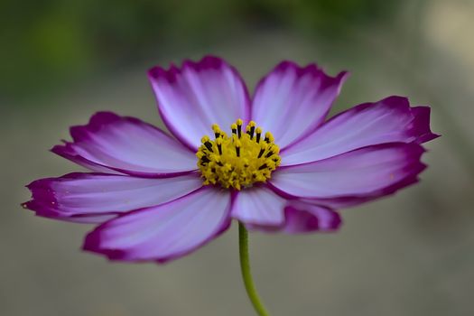 A wild flower growing in the fields near Roermond, Netherlands. Shot on a summers day in 2019.