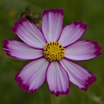 A wild flower growing in the fields near Roermond, Netherlands. Shot on a summers day in 2019.