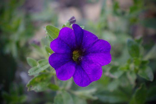 A wild flower growing in the fields near Roermond, Netherlands. Shot on a summers day in 2019.