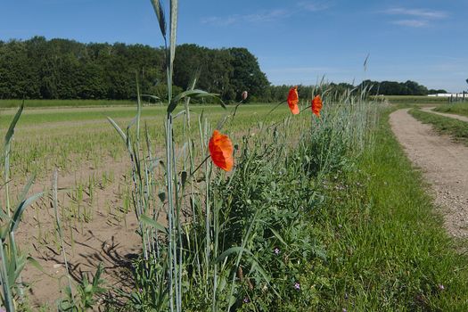 A wild flower growing in the fields near Roermond, Netherlands. Shot on a summers day in 2019.